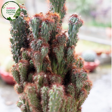 Load image into Gallery viewer, Alt text: Cereus peruvianus Monstrose Blue, also known as Peruvian Apple or Blue Torch Cactus, showcases a unique blue-green coloration and irregular, contorted growth pattern. Its ribbed, columnar stems give it an otherworldly appearance, making it a striking addition to arid gardens and succulent collections.