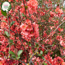 Load image into Gallery viewer, Close-up of a Populus simonii 'Fastigiata' (Simon Poplar) plant. The image features narrow, lance-shaped leaves with finely serrated edges and a glossy, vibrant green surface. Each leaf has prominent veins and a smooth texture, and they are arranged alternately along slender, upright stems.