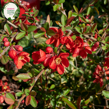 Load image into Gallery viewer, Close-up of a Populus simonii 'Fastigiata' (Simon Poplar) plant. The image features narrow, lance-shaped leaves with finely serrated edges and a glossy, vibrant green surface. Each leaf has prominent veins and a smooth texture, and they are arranged alternately along slender, upright stems.