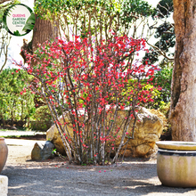 Load image into Gallery viewer, Close-up of a Populus simonii 'Fastigiata' (Simon Poplar) plant. The image features narrow, lance-shaped leaves with finely serrated edges and a glossy, vibrant green surface. Each leaf has prominent veins and a smooth texture, and they are arranged alternately along slender, upright stems.
