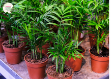 Load image into Gallery viewer, Close-up photo of a Chamaedorea Atrovirens plant, commonly known as the Bamboo Palm or Atrovirens Palm, showcasing its lush and graceful foliage. The plant features a cluster of slender, arching fronds with a rich green color and a slightly feathery texture. The fronds form an elegant canopy, creating a tropical and inviting atmosphere.