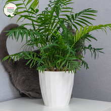 Load image into Gallery viewer, Close-up photo of a Chamaedorea Atrovirens plant, commonly known as the Bamboo Palm or Atrovirens Palm, showcasing its lush and graceful foliage. The plant features a cluster of slender, arching fronds with a rich green color and a slightly feathery texture. The fronds form an elegant canopy, creating a tropical and inviting atmosphere.