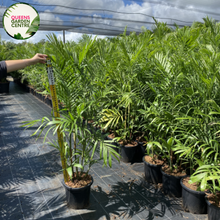 Load image into Gallery viewer, Chamaedorea Seifrizii