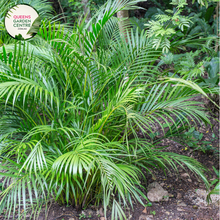 Load image into Gallery viewer, Alt text: Chamaedorea seifrizii, commonly known as the Bamboo Palm or Reed Palm, is a graceful indoor palm plant. It features feathery, arching fronds that give it a soft and tropical appearance. The slender, bamboo-like stems add to its elegant and airy quality, making it a popular choice for indoor decor.