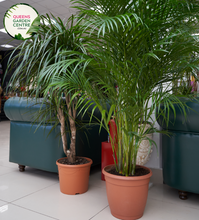 Load image into Gallery viewer, Alt text: Chamaedorea seifrizii, commonly known as the Bamboo Palm or Reed Palm, is a graceful indoor palm plant. It features feathery, arching fronds that give it a soft and tropical appearance. The slender, bamboo-like stems add to its elegant and airy quality, making it a popular choice for indoor decor.