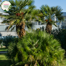 Load image into Gallery viewer, Alt text: Close-up photo of a Chamaerops humilis, commonly known as the European Fan Palm, featuring its distinctive fan-shaped leaves. The compact palm plant displays a cluster of palmate fronds, each with segmented, fan-like leaflets. The photo captures the symmetrical arrangement of the leaves and the overall elegance of the Chamaerops humilis European Fan Palm.