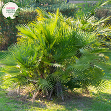 Load image into Gallery viewer, Alt text: Close-up photo of a Chamaerops humilis, commonly known as the European Fan Palm, featuring its distinctive fan-shaped leaves. The compact palm plant displays a cluster of palmate fronds, each with segmented, fan-like leaflets. The photo captures the symmetrical arrangement of the leaves and the overall elegance of the Chamaerops humilis European Fan Palm.