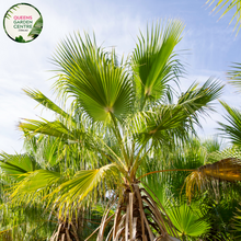 Load image into Gallery viewer, Alt text: Close-up photo of a Chamaerops humilis, commonly known as the European Fan Palm, featuring its distinctive fan-shaped leaves. The compact palm plant displays a cluster of palmate fronds, each with segmented, fan-like leaflets. The photo captures the symmetrical arrangement of the leaves and the overall elegance of the Chamaerops humilis European Fan Palm.