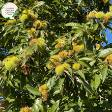 Load image into Gallery viewer, Close-up of Emerald Gem Chestnut Tree: This image provides a detailed view of the foliage and nuts of the Castanea sativa, commonly known as the Chestnut tree, specifically the Emerald Gem variety. The leaves are deep green and glossy, showcasing their lanceolate shape and serrated edges.