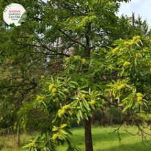 Load image into Gallery viewer, Close-up of Emerald Gem Chestnut Tree: This image provides a detailed view of the foliage and nuts of the Castanea sativa, commonly known as the Chestnut tree, specifically the Emerald Gem variety. The leaves are deep green and glossy, showcasing their lanceolate shape and serrated edges.