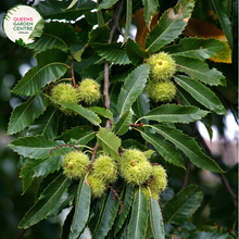 Load image into Gallery viewer, Close-up of Emerald Gem Chestnut Tree: This image provides a detailed view of the foliage and nuts of the Castanea sativa, commonly known as the Chestnut tree, specifically the Emerald Gem variety. The leaves are deep green and glossy, showcasing their lanceolate shape and serrated edges.