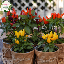 Load image into Gallery viewer,  Alt text: Close-up photo of a Stromanthe sanguinea 'Triostar' plant, displaying its stunning variegated foliage. The tropical houseplant features large, lance-shaped leaves with an intricate pattern of pink, green, and cream colors, creating a visually captivating display.