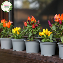 Load image into Gallery viewer,  Alt text: Close-up photo of a Stromanthe sanguinea 'Triostar' plant, displaying its stunning variegated foliage. The tropical houseplant features large, lance-shaped leaves with an intricate pattern of pink, green, and cream colors, creating a visually captivating display.