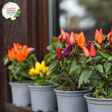 Load image into Gallery viewer,  Alt text: Close-up photo of a Stromanthe sanguinea 'Triostar' plant, displaying its stunning variegated foliage. The tropical houseplant features large, lance-shaped leaves with an intricate pattern of pink, green, and cream colors, creating a visually captivating display.