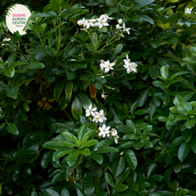 Load image into Gallery viewer, Close-up of a Choisya ternata (Mexican Orange Blossom) plant. The image features clusters of small, star-shaped white flowers with five smooth petals each, radiating from a central cluster of yellow stamens. The flowers are surrounded by lush, glossy, dark green leaves, each composed of three elongated, oval leaflets with smooth edges and a slightly leathery texture.