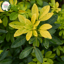 Load image into Gallery viewer, Close-up of a Choisya ternata (Mexican Orange Blossom) plant. The image features clusters of small, star-shaped white flowers with five smooth petals each, radiating from a central cluster of yellow stamens. The flowers are surrounded by lush, glossy, dark green leaves, each composed of three elongated, oval leaflets with smooth edges and a slightly leathery texture.