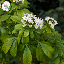 Load image into Gallery viewer, Close-up of a Choisya ternata (Mexican Orange Blossom) plant. The image features clusters of small, star-shaped white flowers with five smooth petals each, radiating from a central cluster of yellow stamens. The flowers are surrounded by lush, glossy, dark green leaves, each composed of three elongated, oval leaflets with smooth edges and a slightly leathery texture.