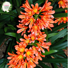 Load image into Gallery viewer, Close-up of a Clivia miniata plant. The image features a cluster of bright orange, trumpet-shaped flowers with yellow throats. Each flower has six smooth petals that flare out, creating a starburst-like appearance. The petals are slightly curved, giving the flowers a dynamic and lively look. Surrounding the flowers are broad, strap-like leaves that are dark green, glossy, and have a smooth texture.