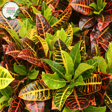 Load image into Gallery viewer, Alt text: Codiaeum variegatum 'Mammy,' commonly known as Mammy Croton, is a tropical plant with vibrant, multicolored foliage. The large, leathery leaves feature a mix of red, orange, and yellow hues, creating a striking display of colors. This croton variety is prized for its bold and tropical appearance, making it a popular choice for adding warmth and visual interest to indoor and outdoor spaces.