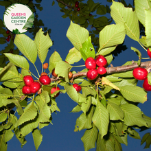 Load image into Gallery viewer, Cherry - Lapins Prunus Avium