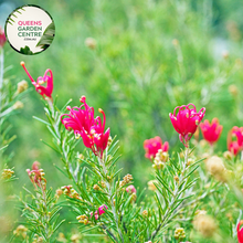 Load image into Gallery viewer, Legacy Flame Grevillea