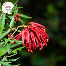 Load image into Gallery viewer, Legacy Flame Grevillea