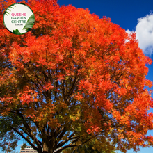 Load image into Gallery viewer, Pistacia Chinensis  Chinese Pistachio