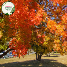 Load image into Gallery viewer, Pistacia Chinensis  Chinese Pistachio