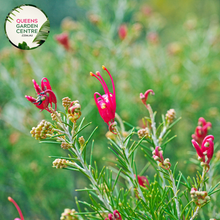 Load image into Gallery viewer, Legacy Flame Grevillea