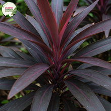 Load image into Gallery viewer, Close-up photo of a Cordyline fruticosa 'Negra' plant, showcasing its dramatic and dark-colored foliage. The plant features long, lance-shaped leaves in shades of deep burgundy or almost black, creating a striking and bold display. The leaves have a smooth and slightly arching growth pattern, adding to their visual appeal.