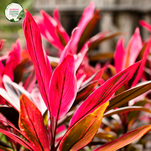 Close-up photo of a Cordyline fruticosa 'Red Sister' plant, showcasing its striking and colorful foliage. The plant features long, lance-shaped leaves with vibrant shades of burgundy-red and pink, creating an eye-catching and visually captivating display. The leaves have a smooth and slightly arching growth pattern, adding to their elegant appearance.