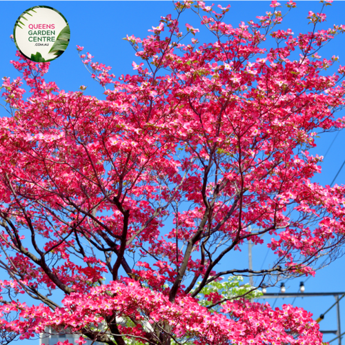 Alt text: Close-up photo of a Cornus florida 'Rubra' Pink Flowering Dogwood plant, showcasing its elegant and vibrant pink blossoms. The plant features large, four-petaled flowers with overlapping pink bracts that surround the smaller central cluster of true flowers. The blooms create a striking contrast against the backdrop of the tree's green foliage.