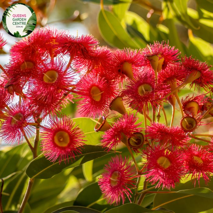 Corymbia Ficifolia