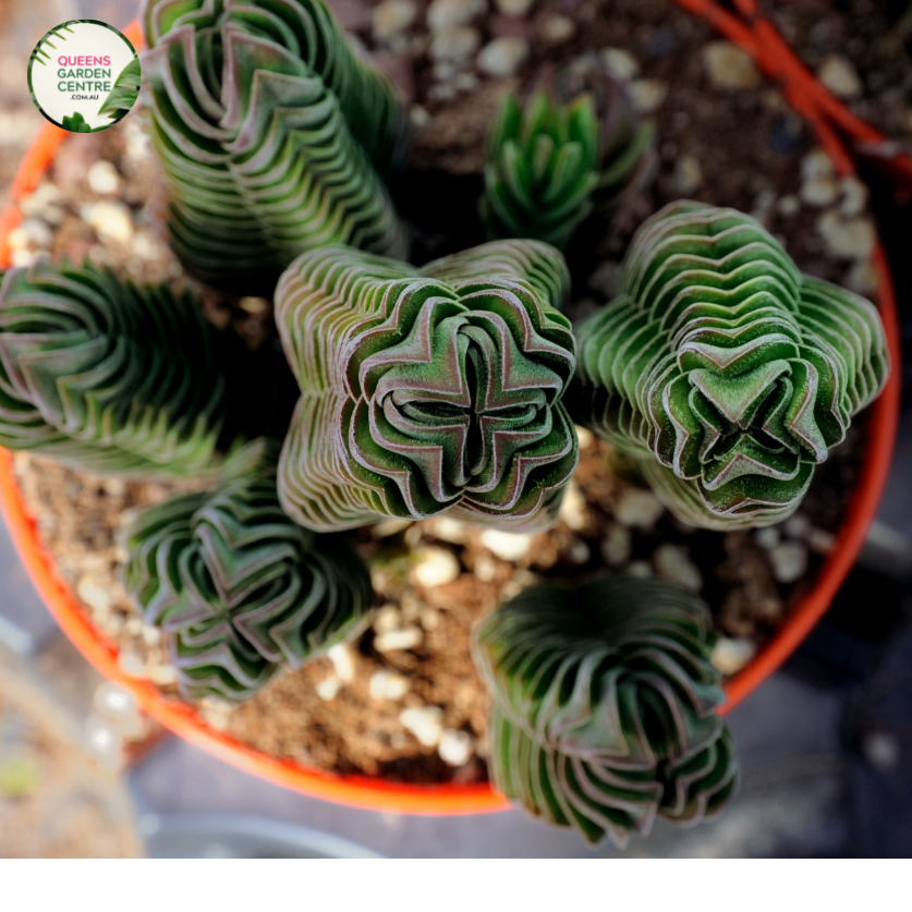 buddha's temple succulent australia Buy Crassula Buddhas Temple Online in Australia – Queens Garden Centre