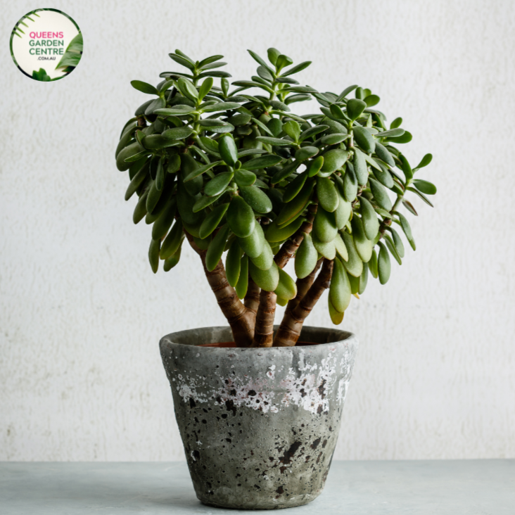 jade plant australia Buy Crassula Ovata Online In Australia – Queens Garden Centre