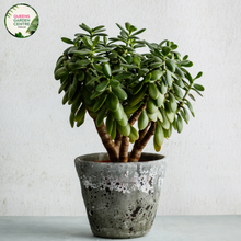Load image into Gallery viewer, Crassula Ovata