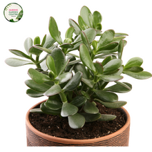 Load image into Gallery viewer, Crassula Ovata