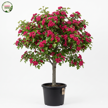 Load image into Gallery viewer, Crataegus Laevigata Pauls Scarlet Red Flowering Hawthorn