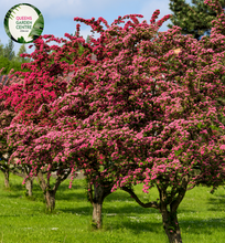 Load image into Gallery viewer, Close-up of a Crataegus laevigata 'Paul's Scarlet' (Red Flowering Hawthorn) plant. The image features clusters of vibrant, double red flowers with multiple layers of small, rounded petals surrounding a central cluster of yellow stamens. The flowers are densely packed, creating a lush, pom-pom-like appearance. Surrounding the flowers are small, glossy, dark green leaves with a lobed, serrated edge and a smooth texture.