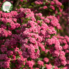 Load image into Gallery viewer, Close-up of a Crataegus laevigata 'Paul's Scarlet' (Red Flowering Hawthorn) plant. The image features clusters of vibrant, double red flowers with multiple layers of small, rounded petals surrounding a central cluster of yellow stamens. The flowers are densely packed, creating a lush, pom-pom-like appearance. Surrounding the flowers are small, glossy, dark green leaves with a lobed, serrated edge and a smooth texture.