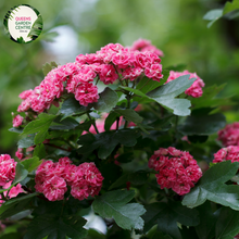 Load image into Gallery viewer, Close-up of a Crataegus laevigata 'Paul's Scarlet' (Red Flowering Hawthorn) plant. The image features clusters of vibrant, double red flowers with multiple layers of small, rounded petals surrounding a central cluster of yellow stamens. The flowers are densely packed, creating a lush, pom-pom-like appearance. Surrounding the flowers are small, glossy, dark green leaves with a lobed, serrated edge and a smooth texture.