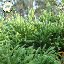 Load image into Gallery viewer, Close-up of Cryptomeria Japonica: This image captures the lush foliage of Cryptomeria Japonica, commonly known as Japanese cedar. The needles are arranged in dense clusters, showcasing a rich green color with hints of blue, creating a striking texture.