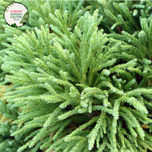 Load image into Gallery viewer, Close-up of Cryptomeria Japonica: This image captures the lush foliage of Cryptomeria Japonica, commonly known as Japanese cedar. The needles are arranged in dense clusters, showcasing a rich green color with hints of blue, creating a striking texture.