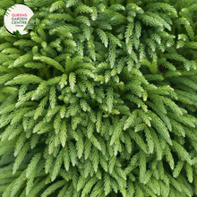 Load image into Gallery viewer, Close-up of Cryptomeria Japonica: This image captures the lush foliage of Cryptomeria Japonica, commonly known as Japanese cedar. The needles are arranged in dense clusters, showcasing a rich green color with hints of blue, creating a striking texture.