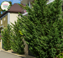 Load image into Gallery viewer, Alt text: Cupressocyparis leylandii 'Leighton Green,' a fast-growing evergreen conifer with a dense, columnar shape. This popular Leyland Cypress cultivar is characterized by vibrant green foliage and is commonly used as a privacy screen, windbreak, or ornamental tree in landscaping. Its rapid growth and dense branching make it an excellent choice for creating a green barrier in outdoor spaces.