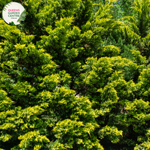 Load image into Gallery viewer, Alt text: Cupressocyparis leylandii 'Leighton Green,' a fast-growing evergreen conifer with a dense, columnar shape. This popular Leyland Cypress cultivar is characterized by vibrant green foliage and is commonly used as a privacy screen, windbreak, or ornamental tree in landscaping. Its rapid growth and dense branching make it an excellent choice for creating a green barrier in outdoor spaces.