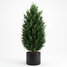 Load image into Gallery viewer, A medium conifer tree in a black nursery pot, photographed against a plain white studio background.