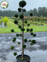 Load image into Gallery viewer, Cupressocyparis leylandii Leighton Green Clouds