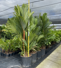 Load image into Gallery viewer, Cyrtostachys Renda