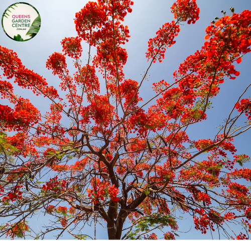 Alt text: Close-up photo of a Delonix regia, commonly known as the Royal Poinciana or Flamboyant Tree, showcasing its vibrant, fiery orange-red blossoms. The tropical deciduous tree features large, fern-like leaves and an explosion of striking flowers that create a dazzling display. The image captures the bold and flamboyant beauty of the Delonix regia in full bloom, making it a showstopper in tropical landscapes.